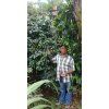 barahona1